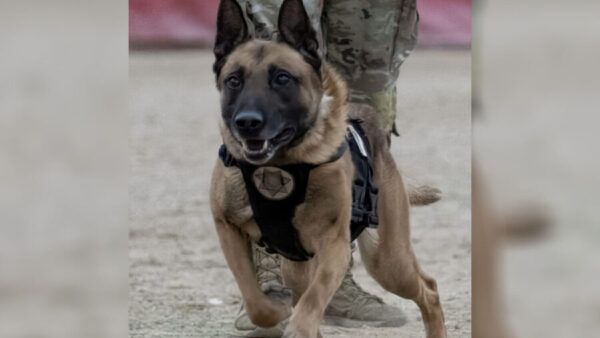 How did Utah Department of Corrections discipline officer who left K-9 Loki in hot car?