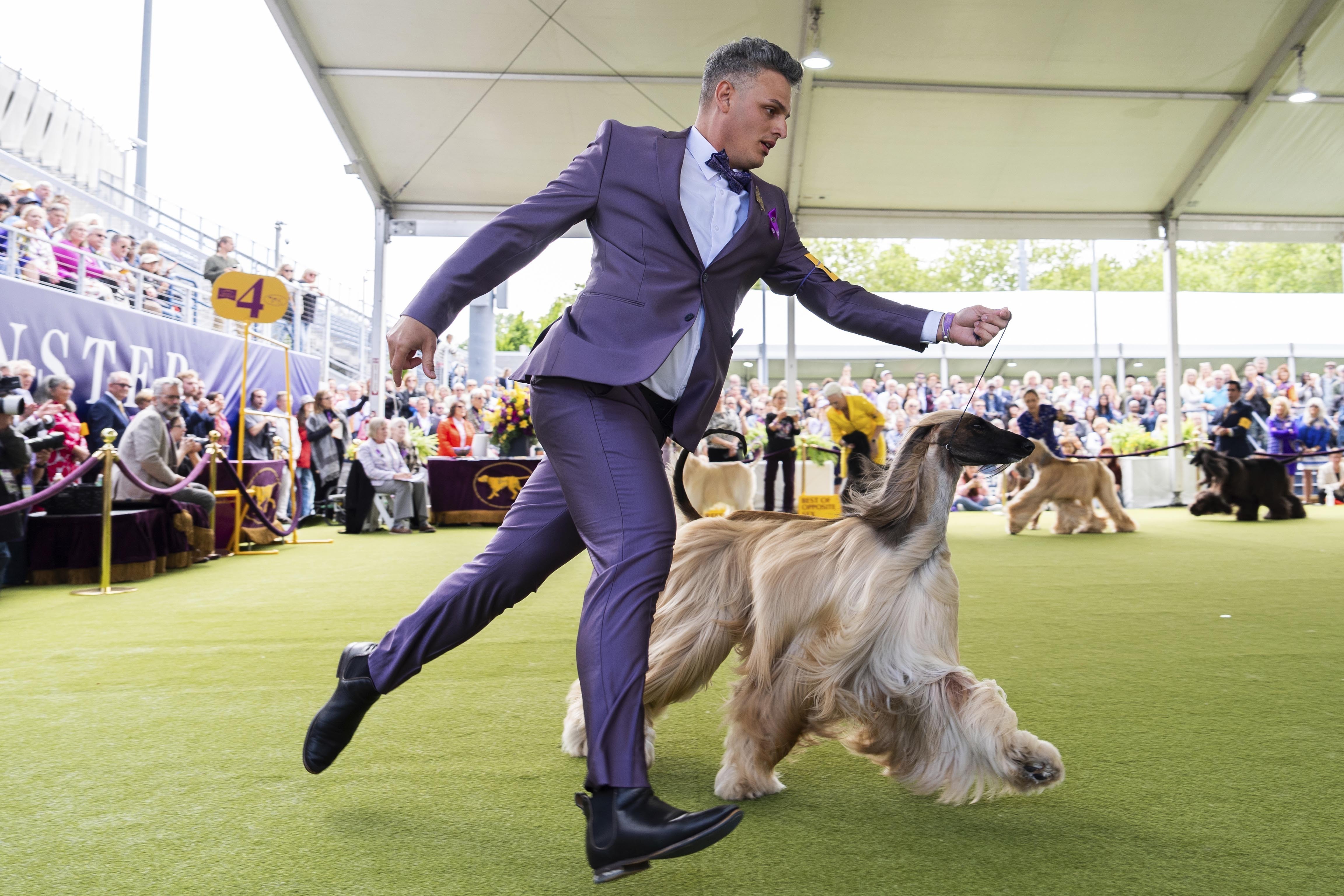 FILE - Handler Willy Santiago competes with Afghan Hound Zaida during breed group judging at the 148th Westminster Kennel Club Dog show, Monday, May 13, 2024, at the USTA Billie Jean King National Tennis Center in New York.