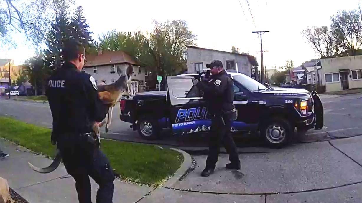 Irwin, the pet kangaroo, is seen on the loose March 19, in Durango, Colo.