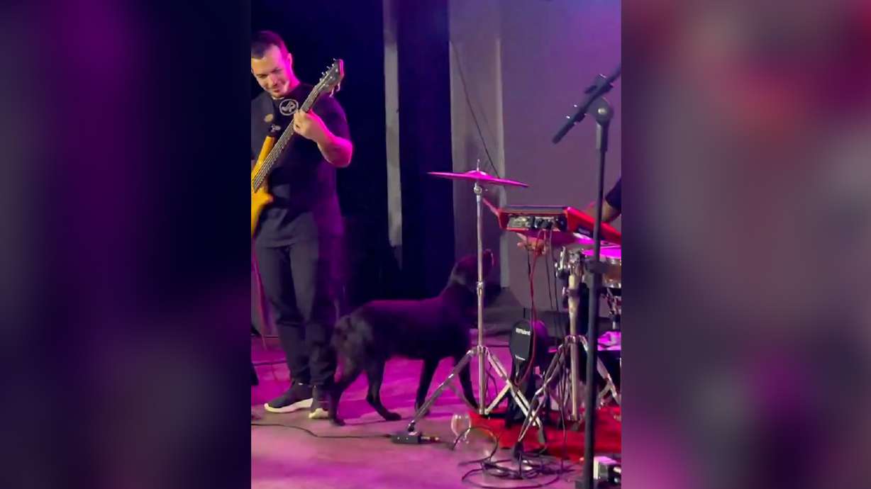 Video shows that every dog really does have its day, no matter how many sticks are available.