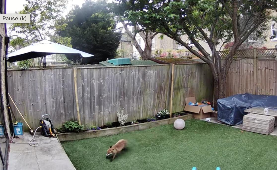 Have You Seen This? An amazing case of the fox zoomies