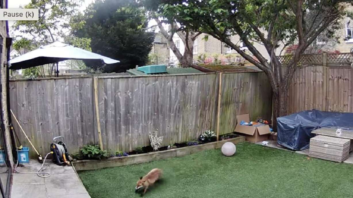 A fox with the zoomies is seen in this video posted April 26 in the early hours of the morning in the United Kingdom.