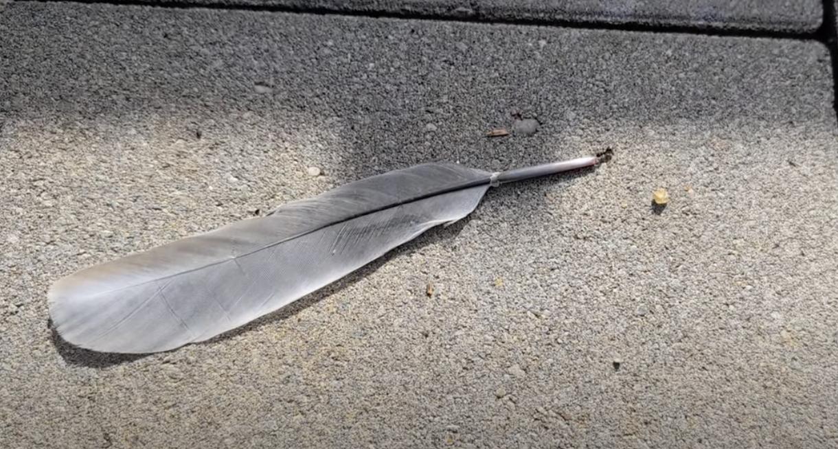 Have You Seen This? Ants shows off impressive strength with feather pull