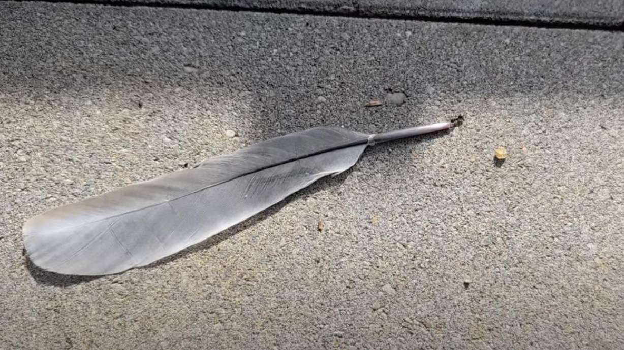 An ant hauls around a massive feather in this video posted April 24 from Kolkwitz, Germany.