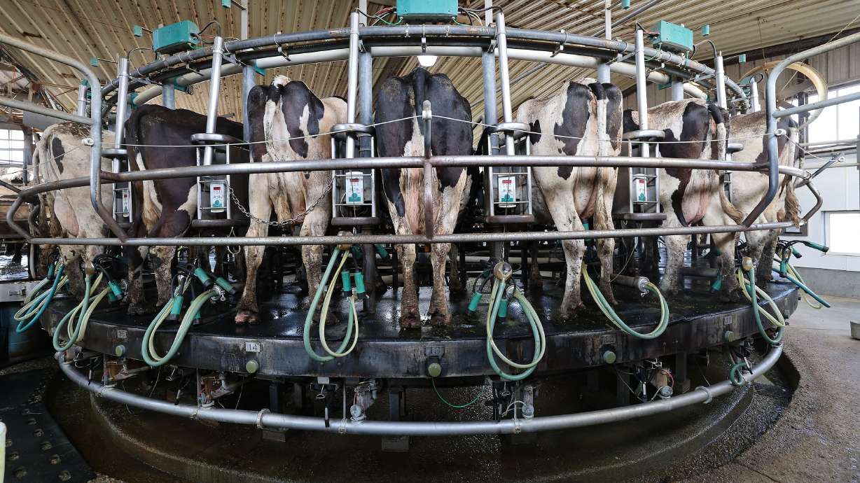Cattle wait to be milked at Mitch Hancock’s dairy farm in Corinne, Box Elder County, on July 23, 2024. Sen. Mike Lee, R-Utah, introduced a bipartisan bill this week to protect farmers while cutting government spending.