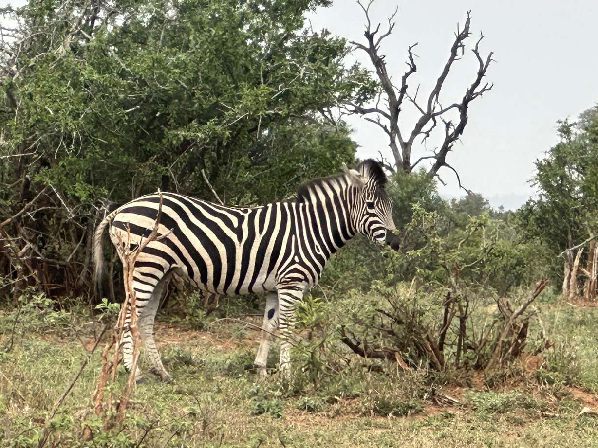 Safari in South Africa for less than $4,500 including airfare