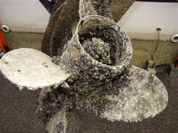 In this photo released by the Utah Division of Wildlife Resources on April 17, 2008, quagga mussels cover a boat's propeller at Lake Mead, Nev.
