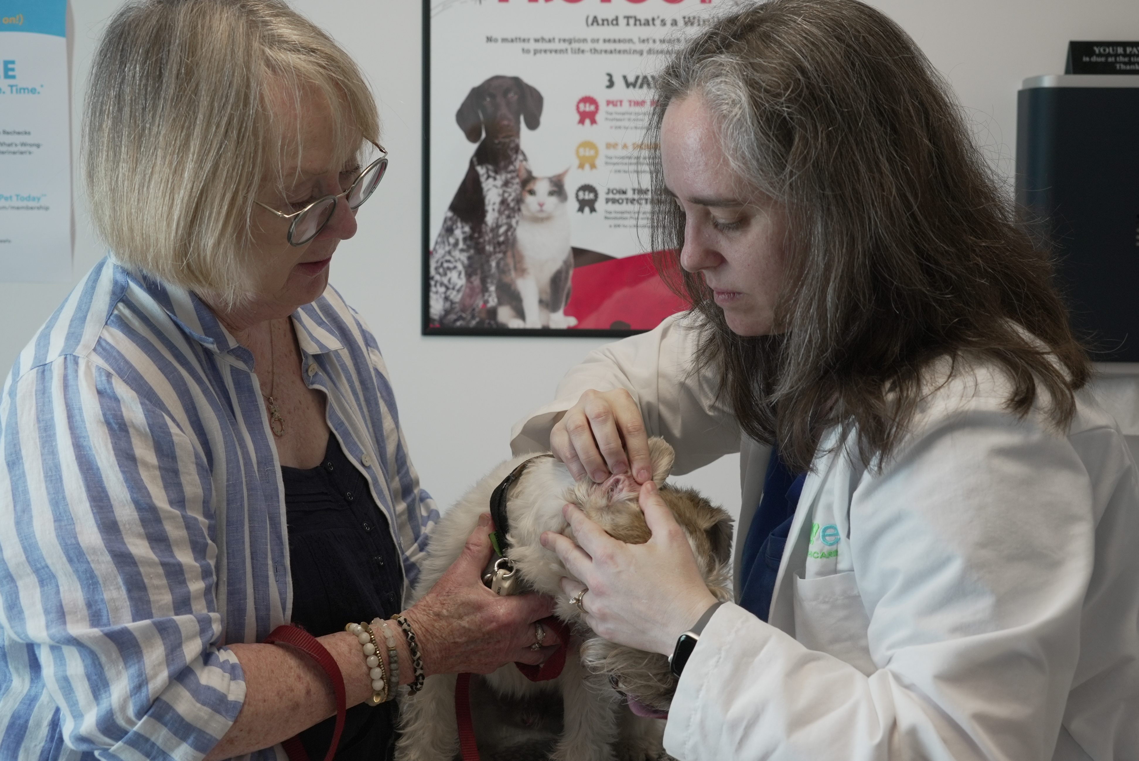 Dr. Karen Woodard checks Gail Friedman's dog, Mr. Friedman, for signs of allergies in Elmhurst, Ill., on May 13. Gail Friedman said she tried to prevent Mr. Friedman from licking his paws by putting baby socks on his feet.