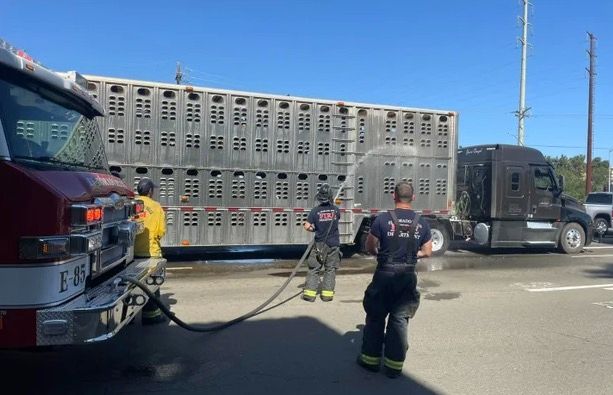 Northern California firefighters helped keep cows cool by spraying them with water after the truck that was transporting them broke down on Saturday.