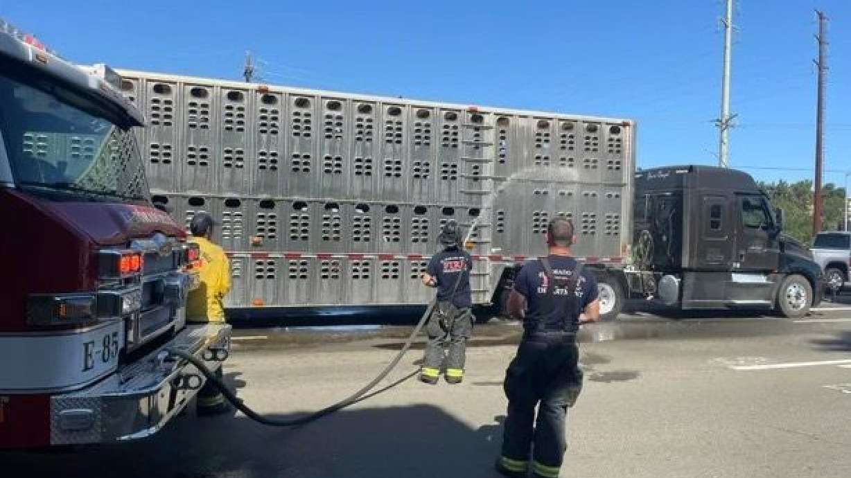 Northern California firefighters helped keep cows cool by spraying them with water after the truck that was transporting them broke down on Saturday.