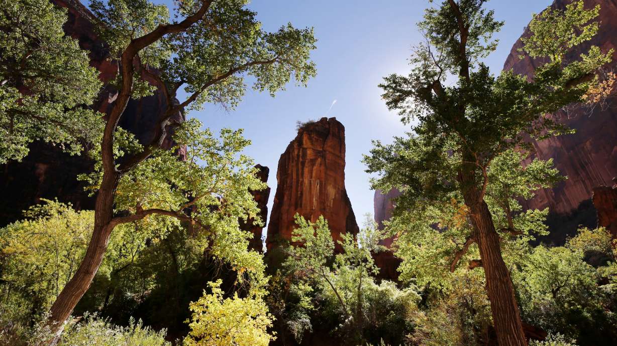 Cliffs rise above green trees at Zion National Park on Oct. 14, 2020. The U.S. Department of Agriculture has awarded $3 million for a Forest Legacy project in Washington County.