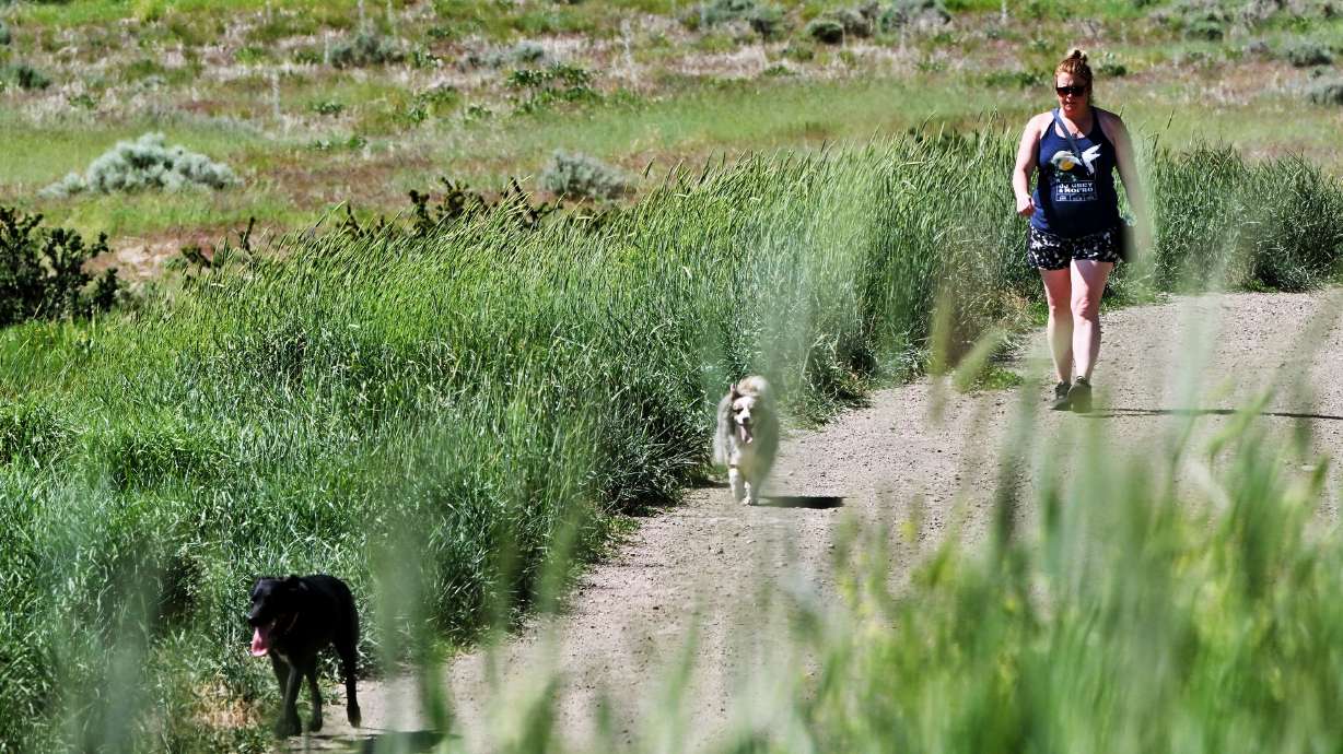 Tara Evans walks with her two dogs Whiskey and Rye on the Bonneville Shoreline Trail above Salt Lake City on May 27. Foxtails are also blowing in the wind in the foreground and background.
