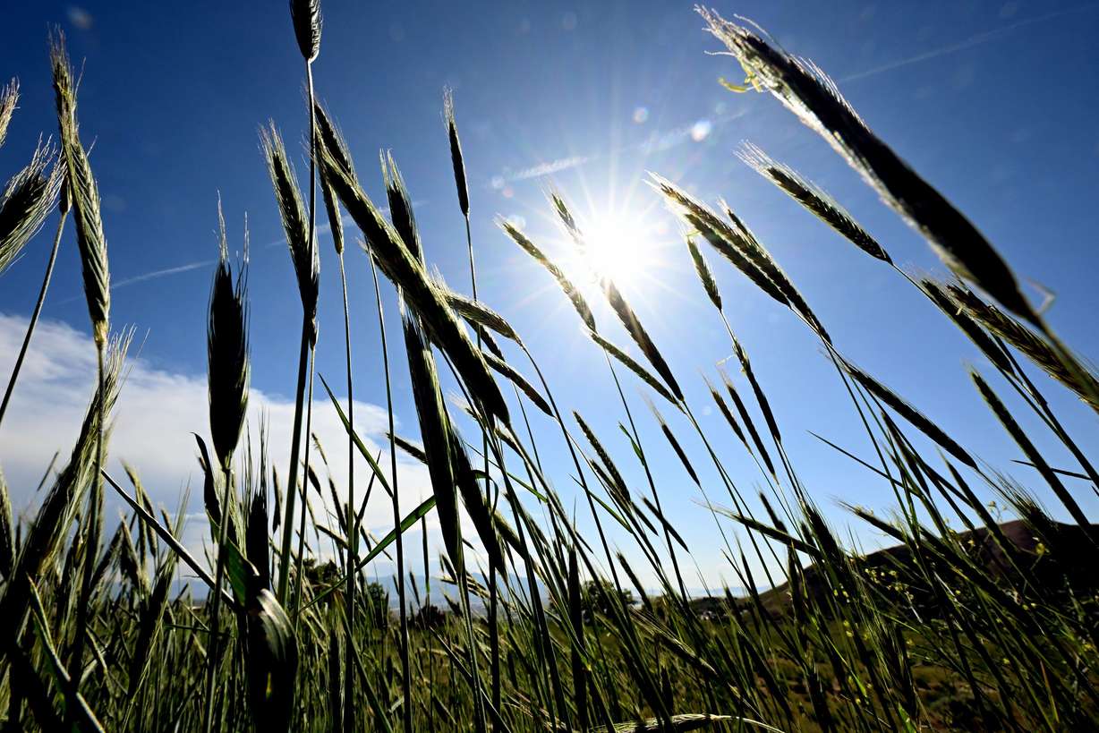 Foxtails blow in the wind along the Bonneville Shoreline Trail above Salt Lake City on May 27.