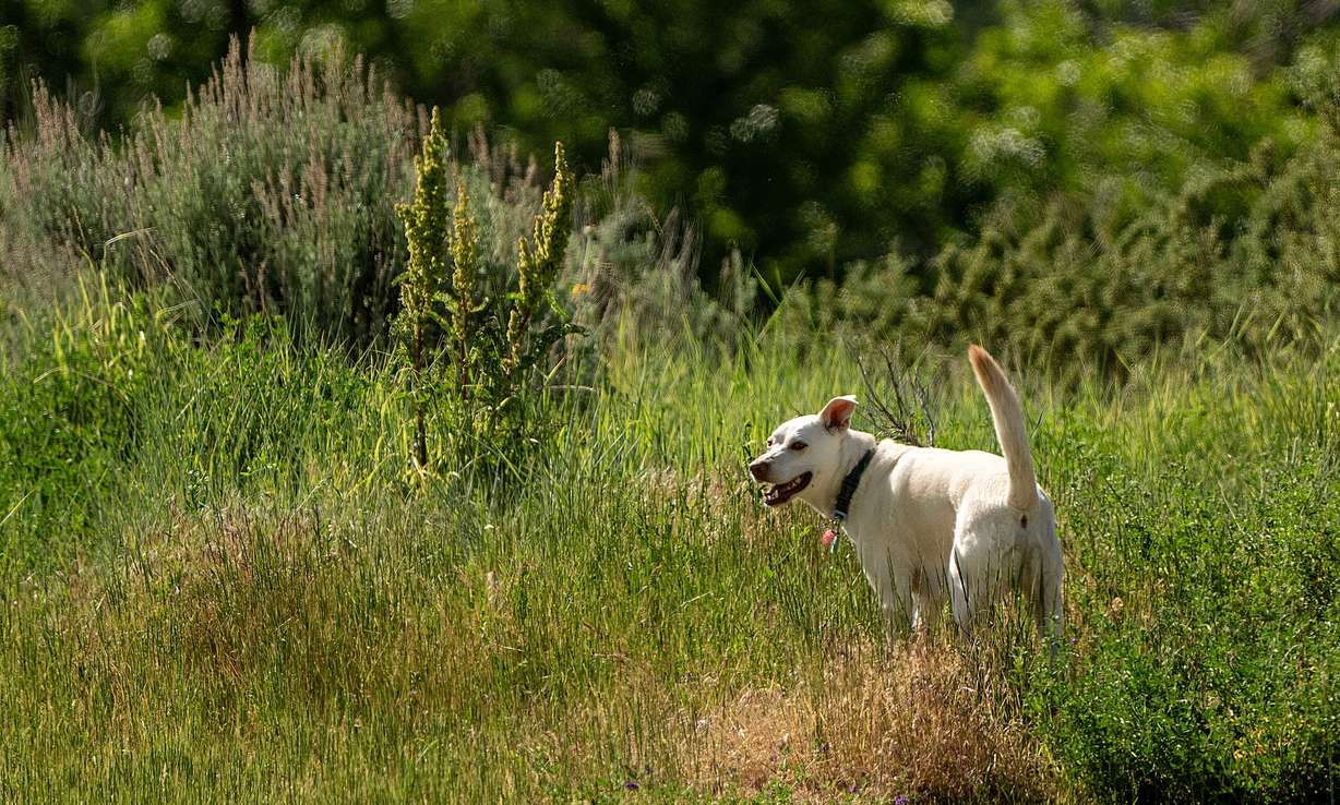 A dog looks back toward its owner while near the Bonneville Shoreline Trail above Salt Lake City on May 27.