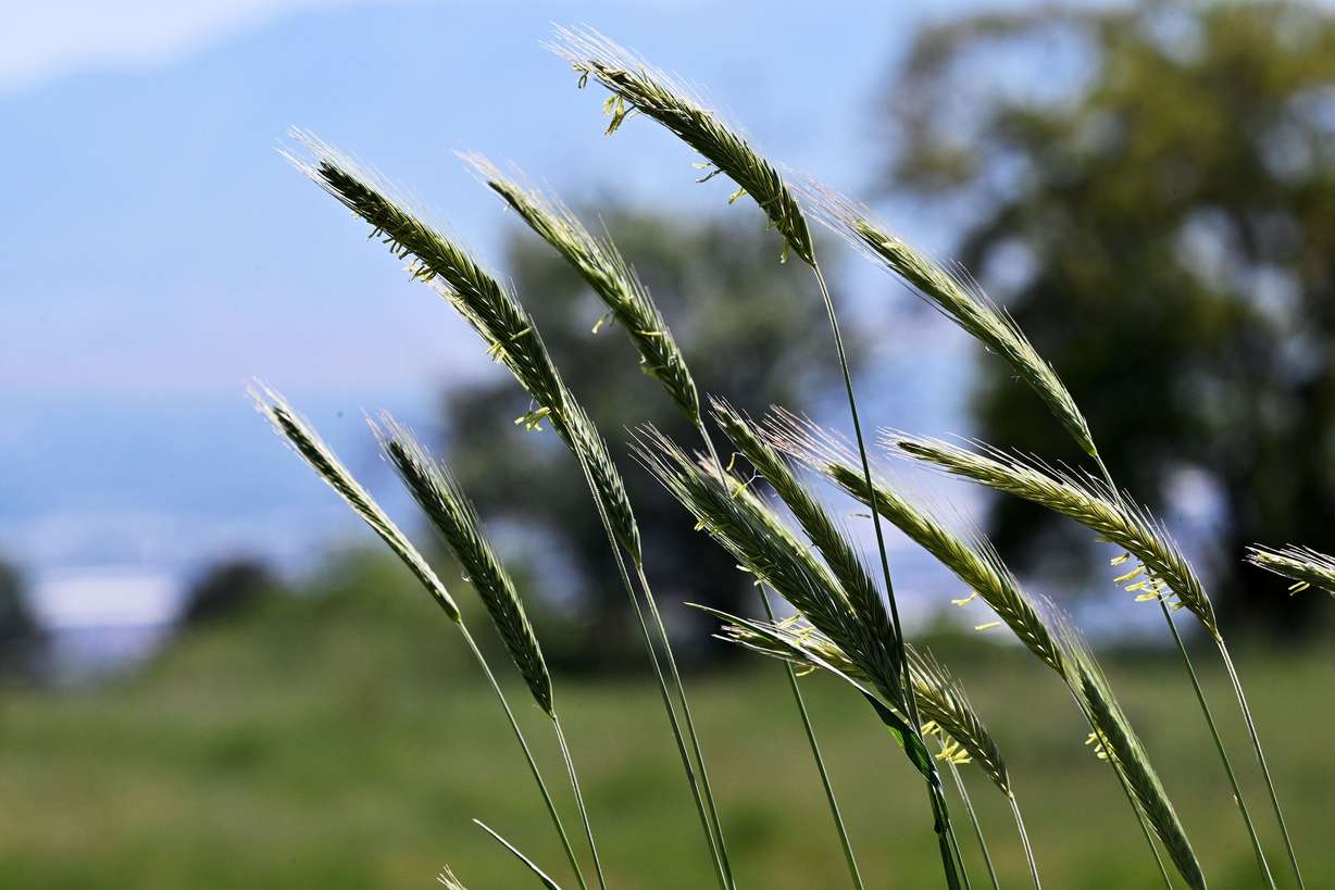 Foxtails blow in the wind along the Bonneville Shoreline Trail above Salt Lake City on May 27.