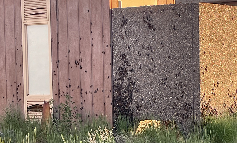 Mormon crickets in Dubois, Idaho, May 2025. Motorists traveling through rural parts of Idaho may be in for a surprising and slippery sight this season, with swarms of crickets blanketing the roads.