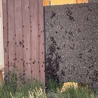 Mormon crickets invade parts of east Idaho. Here's how you can stay safe on the road