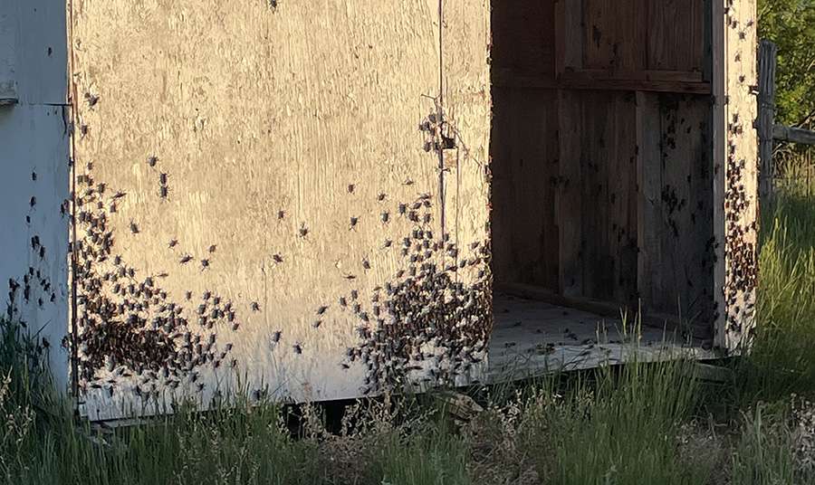 Mormon crickets in Dubois, Idaho, May 2025. Motorists traveling through rural parts of Idaho may be in for a surprising and slippery sight this season, with swarms of crickets blanketing the roads.