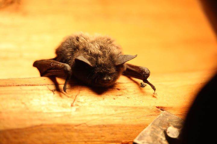 Weber, Morgan health officials warn residents after bat tests positive for rabies