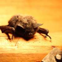 Weber, Morgan health officials warn residents after bat tests positive for rabies