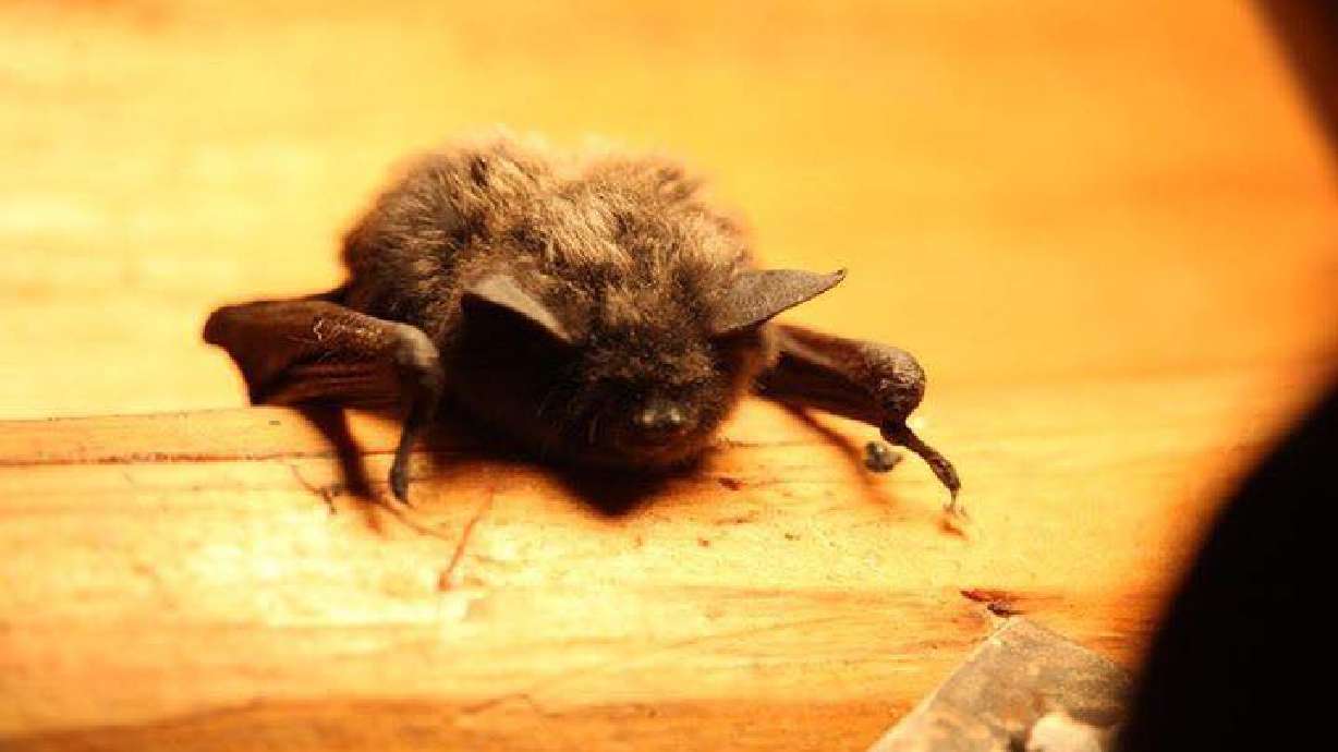 A bat encountered by students conducting research in Wyoming is pictured. Health officials are asking residents to make sure their pets' vaccinations are up to date after a bat found in Morgan County tested positive for rabies.