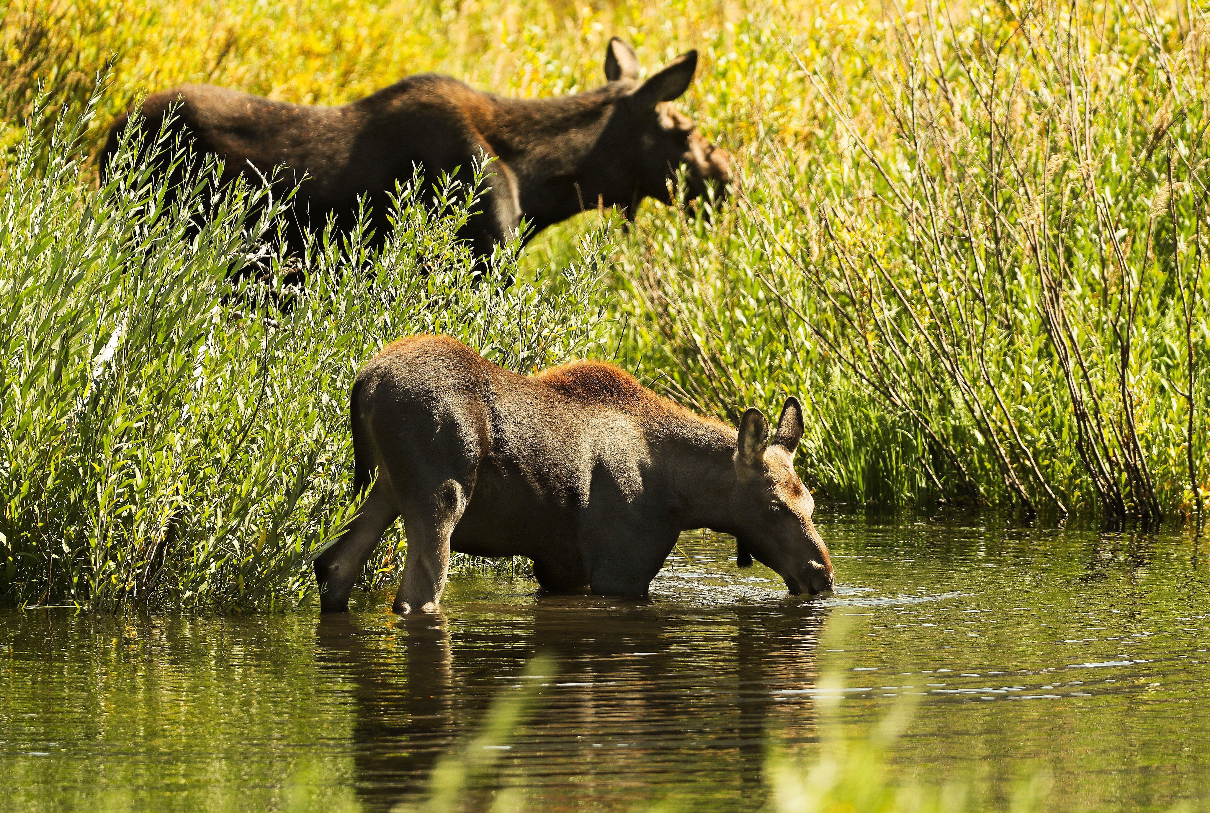 A moose calf drinks from Big Cottonwood Canyon Creek under the supervision from its mother on Aug. 27, 2020. You might want to resist the urge to get closer to a moose with your cellphone camera.