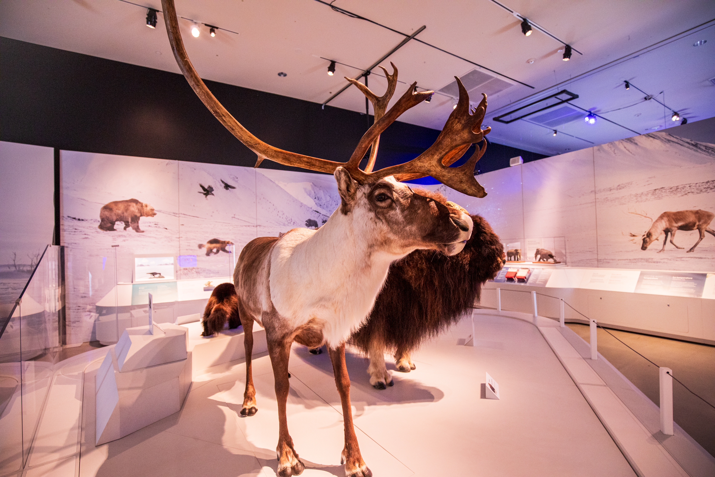 Animals on display at the "Mysteries of the Ice Ages" exhibit at the Natural History Museum of Utah in Salt Lake City on Friday. The exhibit runs from Saturday through Jan. 4, 2026.