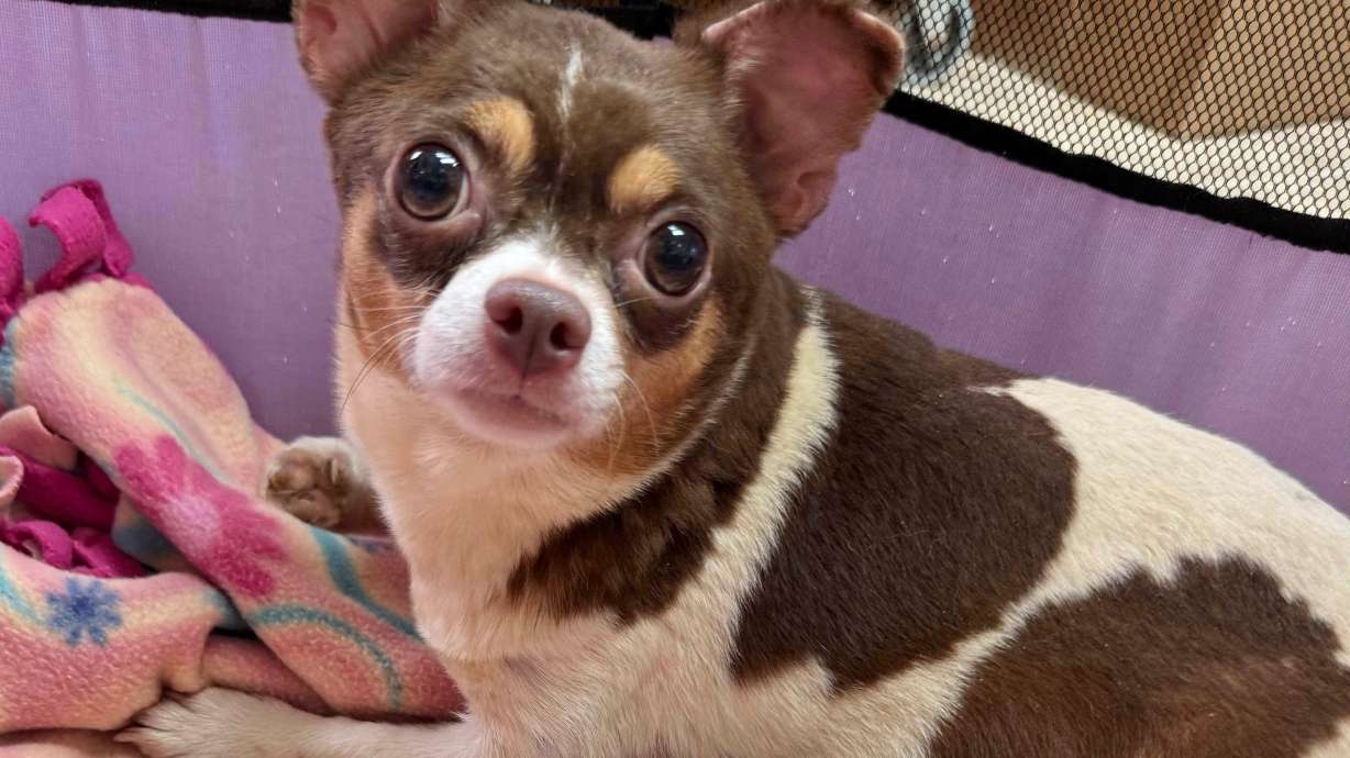 A chihuahua and her two puppies at the Wake County Society for the Prevention of Cruelty to Animals admission center in Garner, N.C., on Wednesday. They were among 101 dogs rescued from a Raleigh home Wednesday.
