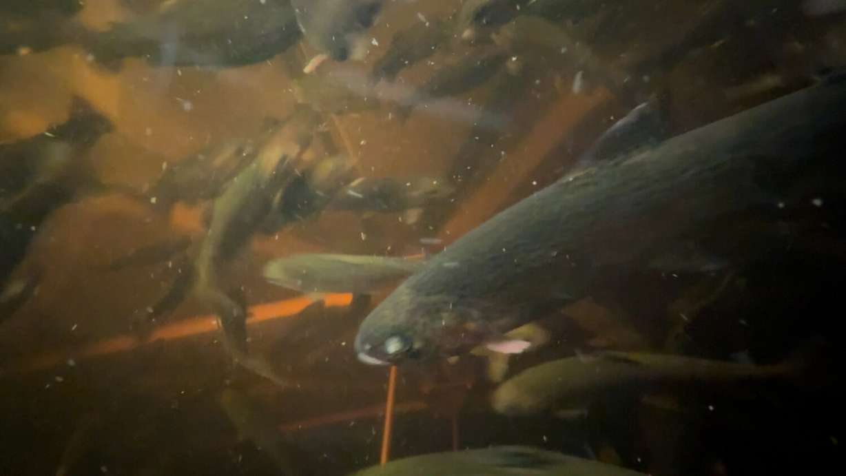 A trout tank at Future Fresh Farms Thursday. Part of their success comes from fish waste stored in containers used as part of their soil conditioner.
