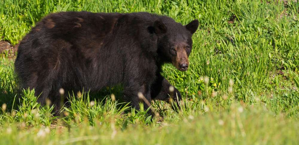 A juvenile male black bear that broke through a nursing home window in western Pennsylvania earlier this week got more than it bargained for from a few nurses determined to protect their patients.