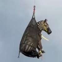 Have You Seen This? Runaway pet zebra airlifted to safety