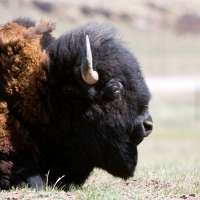 New Jersey man gored by bison in Yellowstone National Park