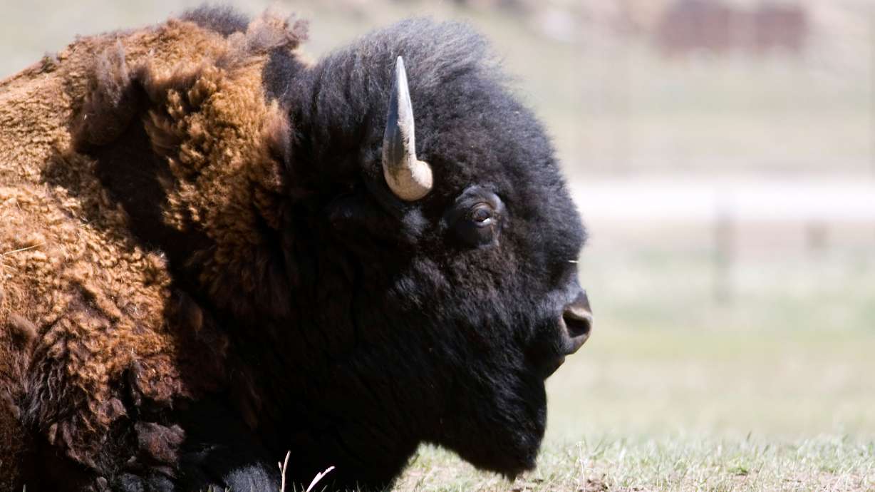 A man sustained minor injuries after being gored by a bison in Yellowstone National Park Tuesday morning.