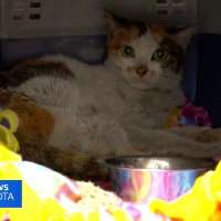 Cat survives 3-week trip from China to Minnesota as stowaway in shipping container