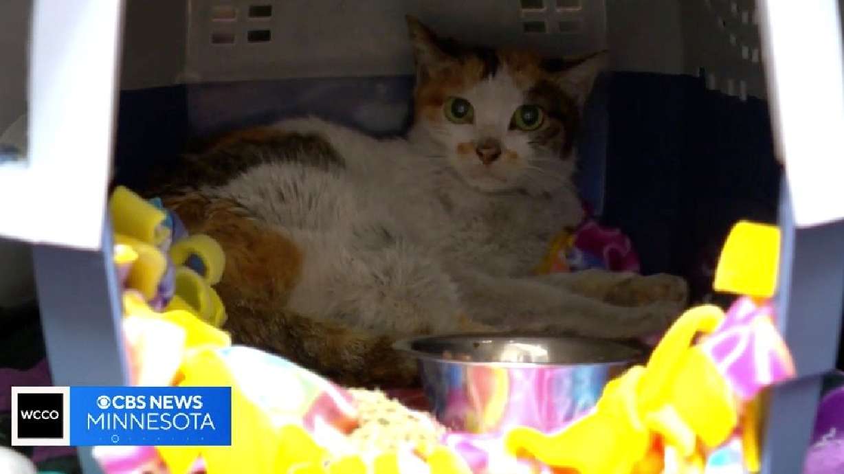 A cat now calling Minnesota home has braved an international journey of survival and resilience after being found in a shipping container, where the cat apparently spent weeks en route from China to Minnesota.