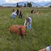 Spanish Fork farm offers 'cow cuddles'
