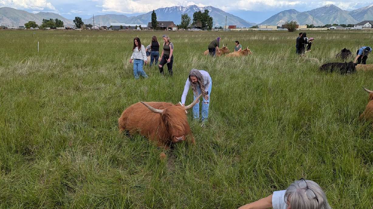 Visitors take time to cuddle Scottish Highland cows at Fold of Liberty Farms, in Lakeshore.