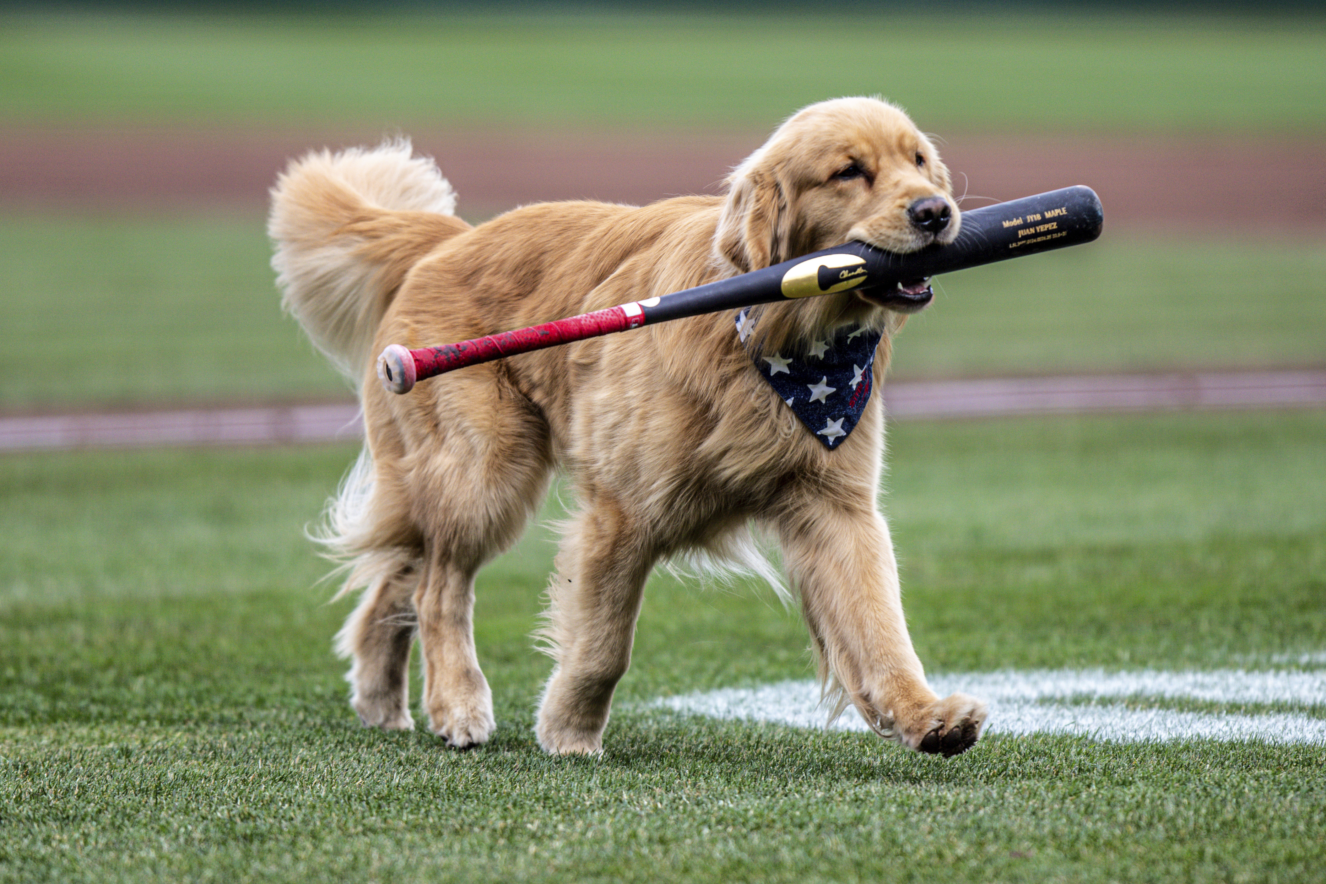 Nationals' bat-retrieving dog Bruce laps up pregame attention, makes MLB debut