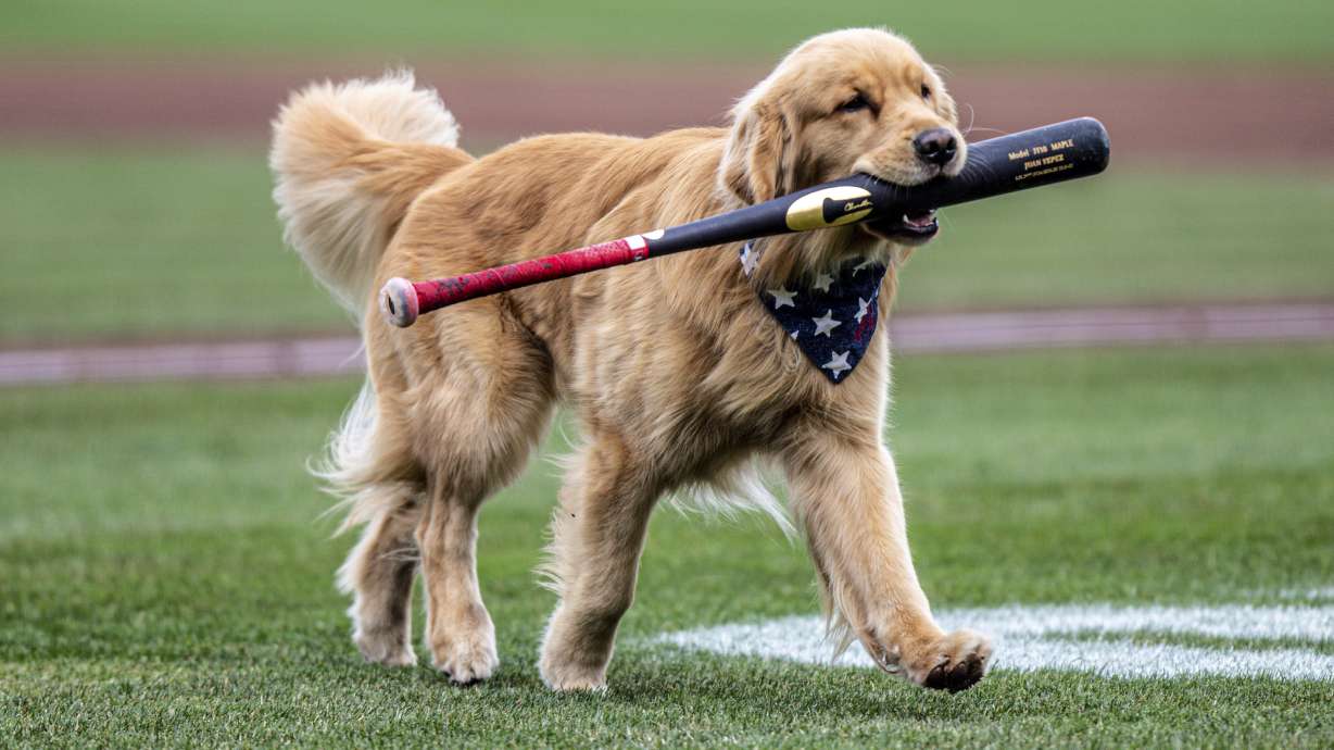 This photo provided by the Rochester Red Wings, the Triple-A affiliate of the Washington Nationals, shows Bruce the Bat Dog, a 21-month-old Golden Retriever, during a minor league baseball game between the Red Wings and Lehigh Valley IronPigs, April 5, 2025, in Rochester, N.Y.