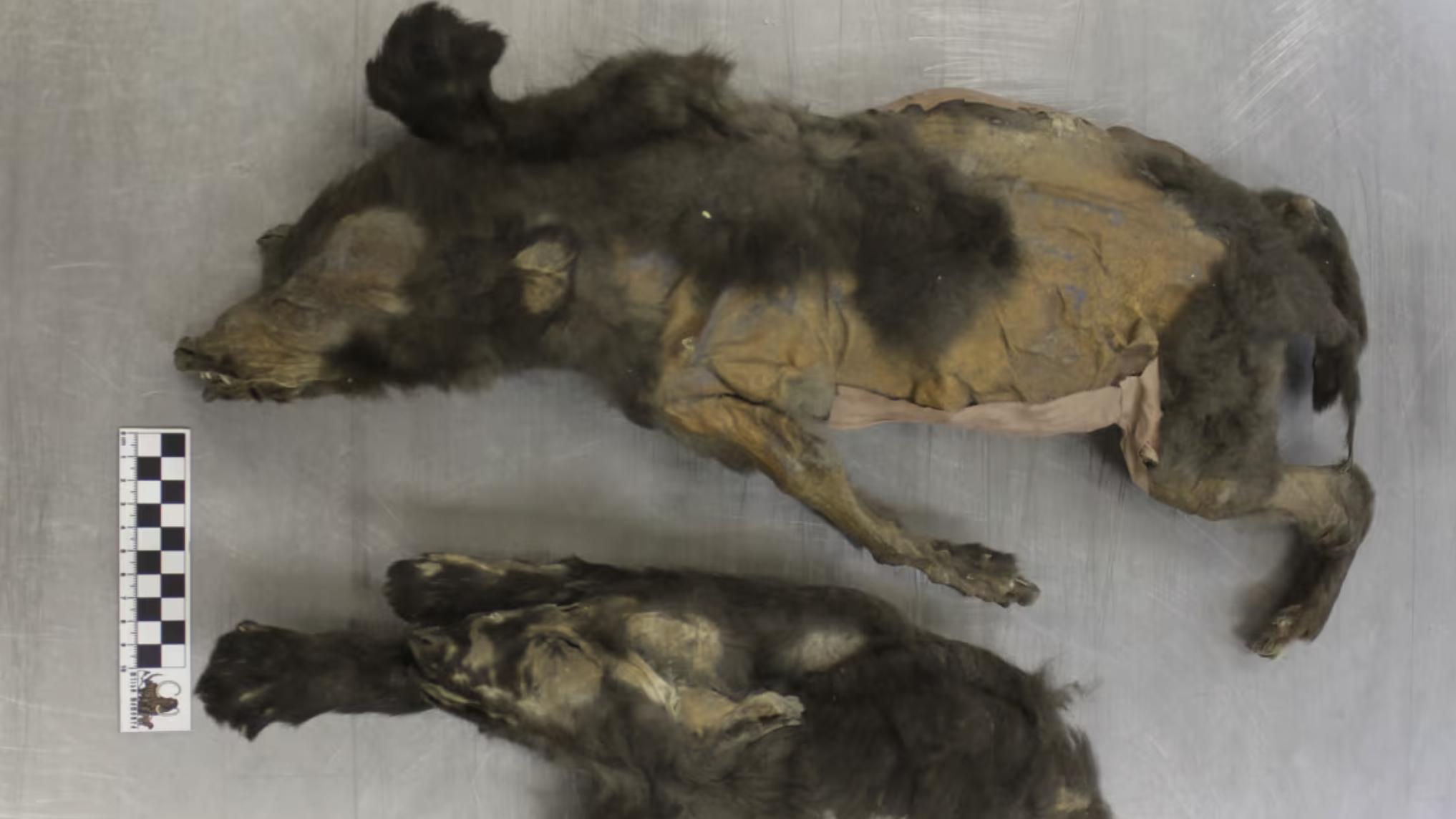 14,000-year-old mummified ‘doggies’ were not canines in any respect, new analysis displays