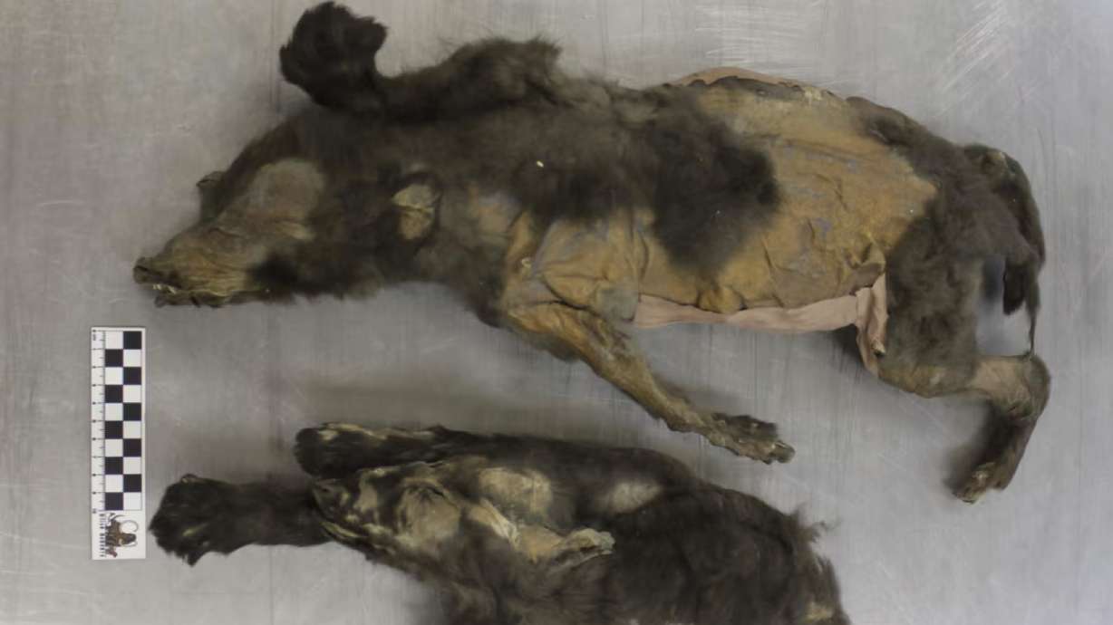 The well-preserved remains of 14,000-year-old wolf cub siblings were found in northern Siberia in 2011 and 2015.