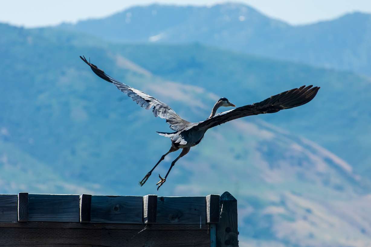 A great blue heron takes flight near a boardwalk along the Robert N. Hasenyager Great Salt Lake Nature Trail loop at Farmington Bay Waterfowl Management Area on Friday.