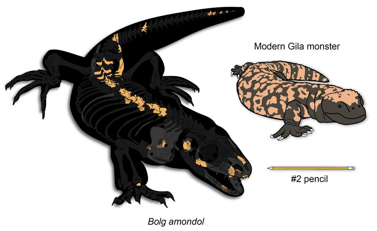 A size comparison of the holotype specimen of Bolg amondol and a modern Gila monster.