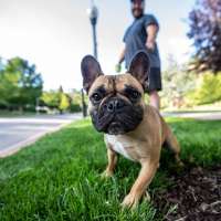 New urgent care for pets opens in Pleasant Grove