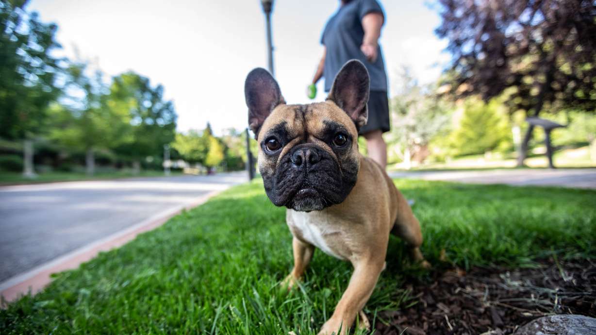 Alex Edwards walks his dog Franklin at Memory Grove Park in Salt Lake City on July 1, 2021. Pet owners in Utah County now have an additional resource for emergency care for their beloved animals.