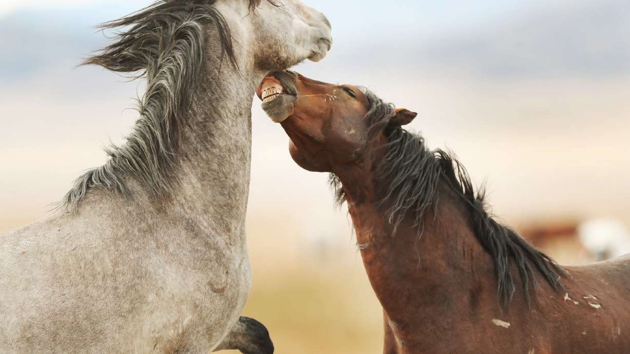Mustangs fight in the Onaqui Wild Horse Management area in Skull Valley on Oct. 9, 2018. The state is continuing to look for solutions to the wild horse and burro problem.