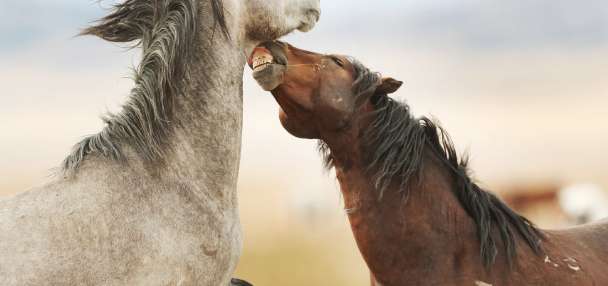How should Utah rein in the wild horse and burro problem?