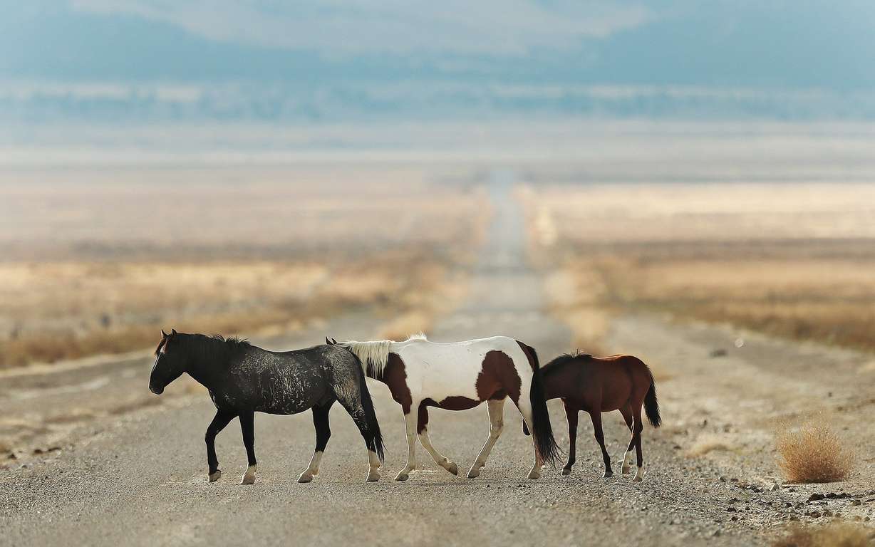 Mustangs cross a dirt road in the Onaqui Wild Horse Management Area in Skull Valley in Tooele County on Oct. 9, 2018. The state is continuing to look for solutions to the wild horse and burro problem.