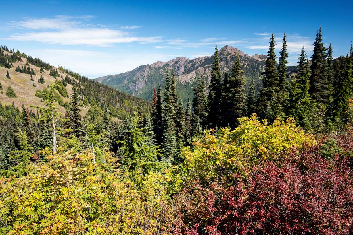 Fall colors are shown on Hurricane Ridge Trail in Olympic National Park, Washington. This park ranked sixth best for hiking by Kuru on Wednesday.
