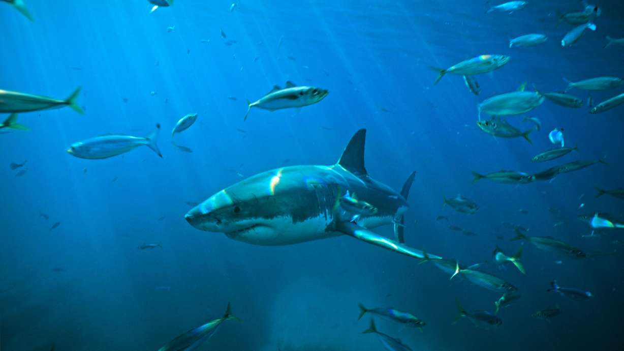 A great white shark swims in South Australia, where a few shark encounters have occurred in recent years. The movie "Jaws" is credited with inventing the summer blockbuster and changing our perception of sharks.